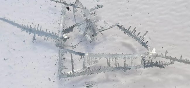 Mel science Avis scientifique